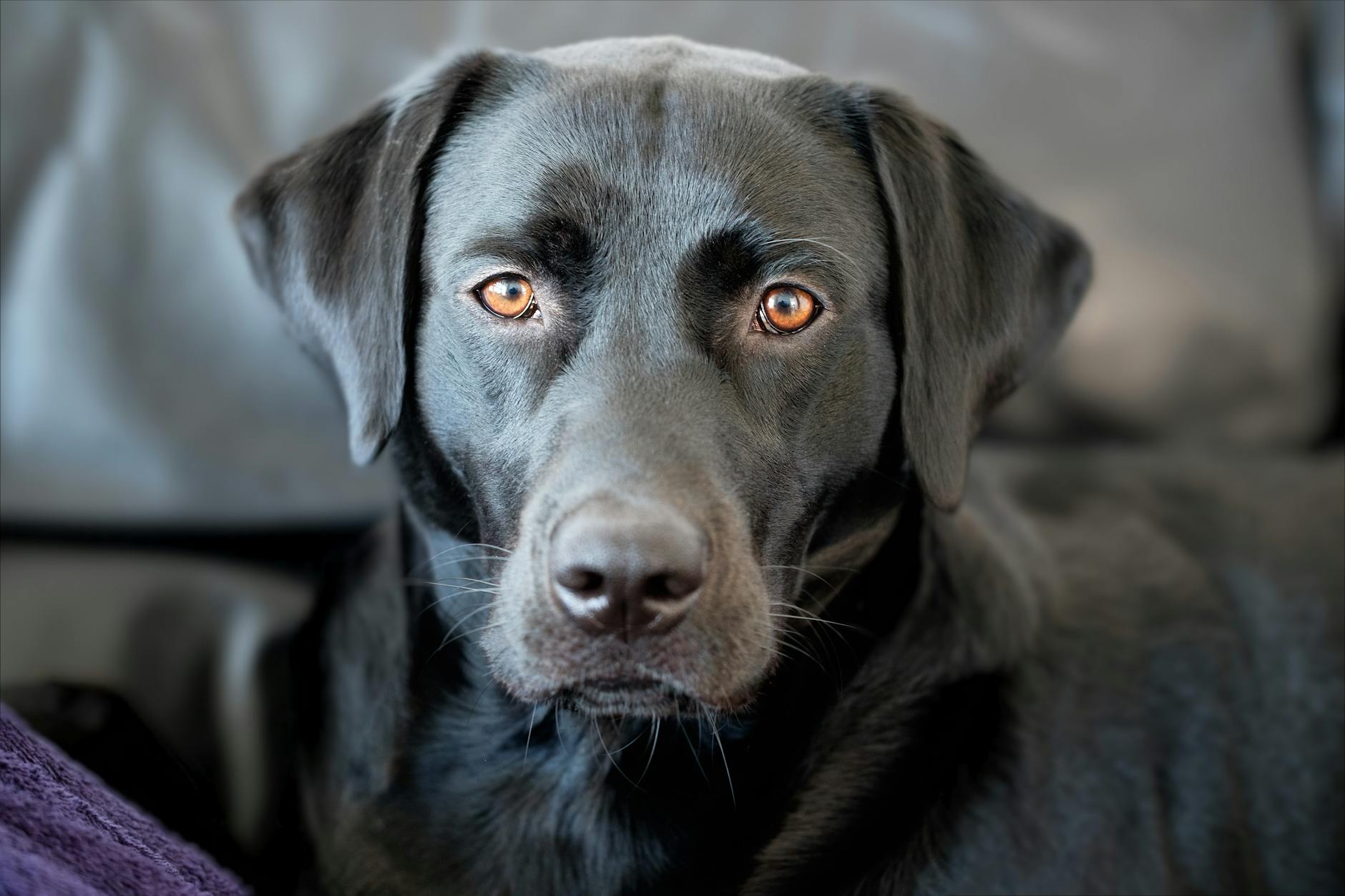 a black dog with a white eye