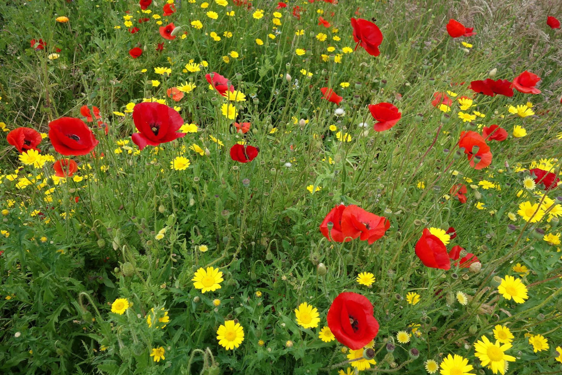 vibrant wildflower field with poppies and daisies